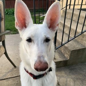 Meet your Posher, Sevan